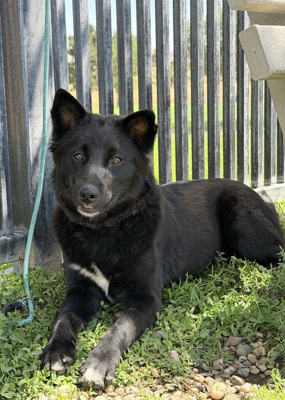 Nova, a ADOPTABLE mixed breed in Oakland, CA image 3/4