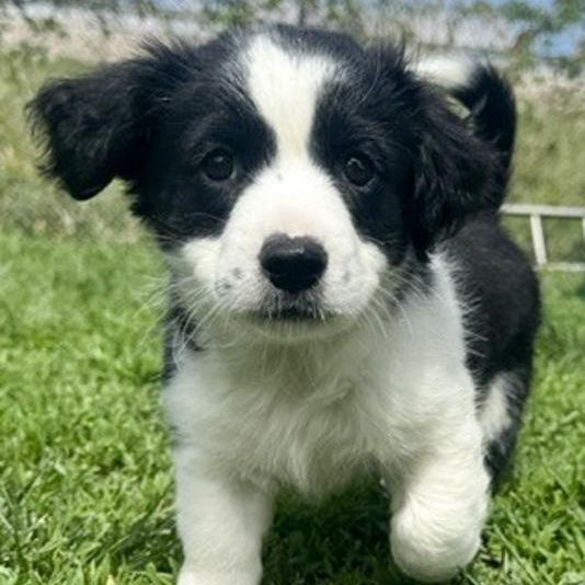 Ike, adopted, Puppy Male Border Collie & Australian Cattle Dog / Blue Heeler.