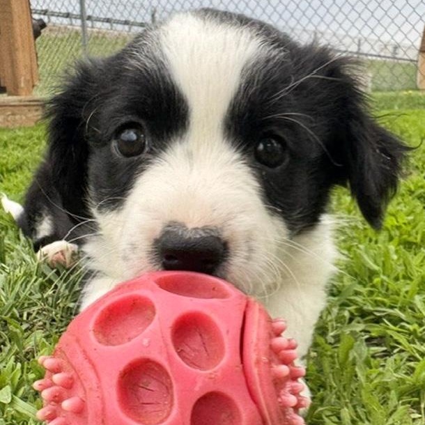 Ike, an adopted mixed breed in Toledo, OH image 2/2