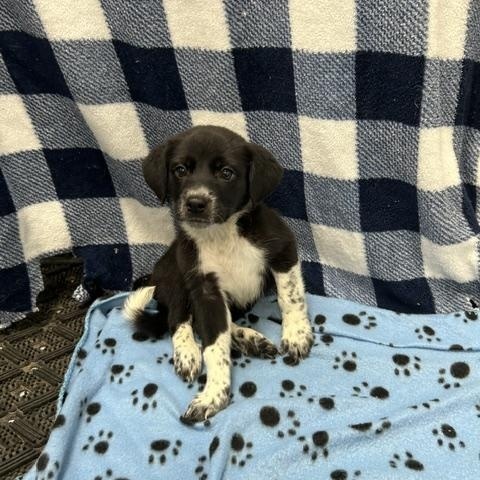 Enlarge Berry, a ADOPTABLE mixed breed in Temple, TX image 1/4