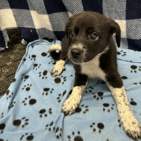 Enlarge Berry, a ADOPTABLE mixed breed in Temple, TX image 2/4