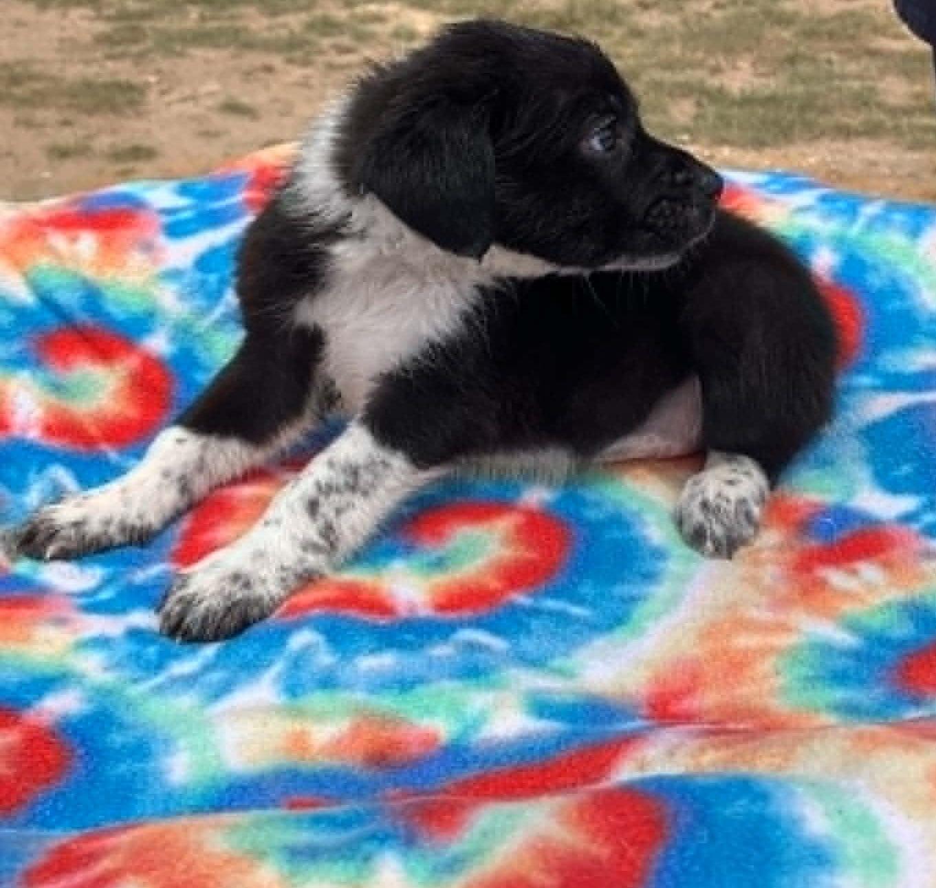 Enlarge Berry, a ADOPTABLE mixed breed in Temple, TX image 3/4