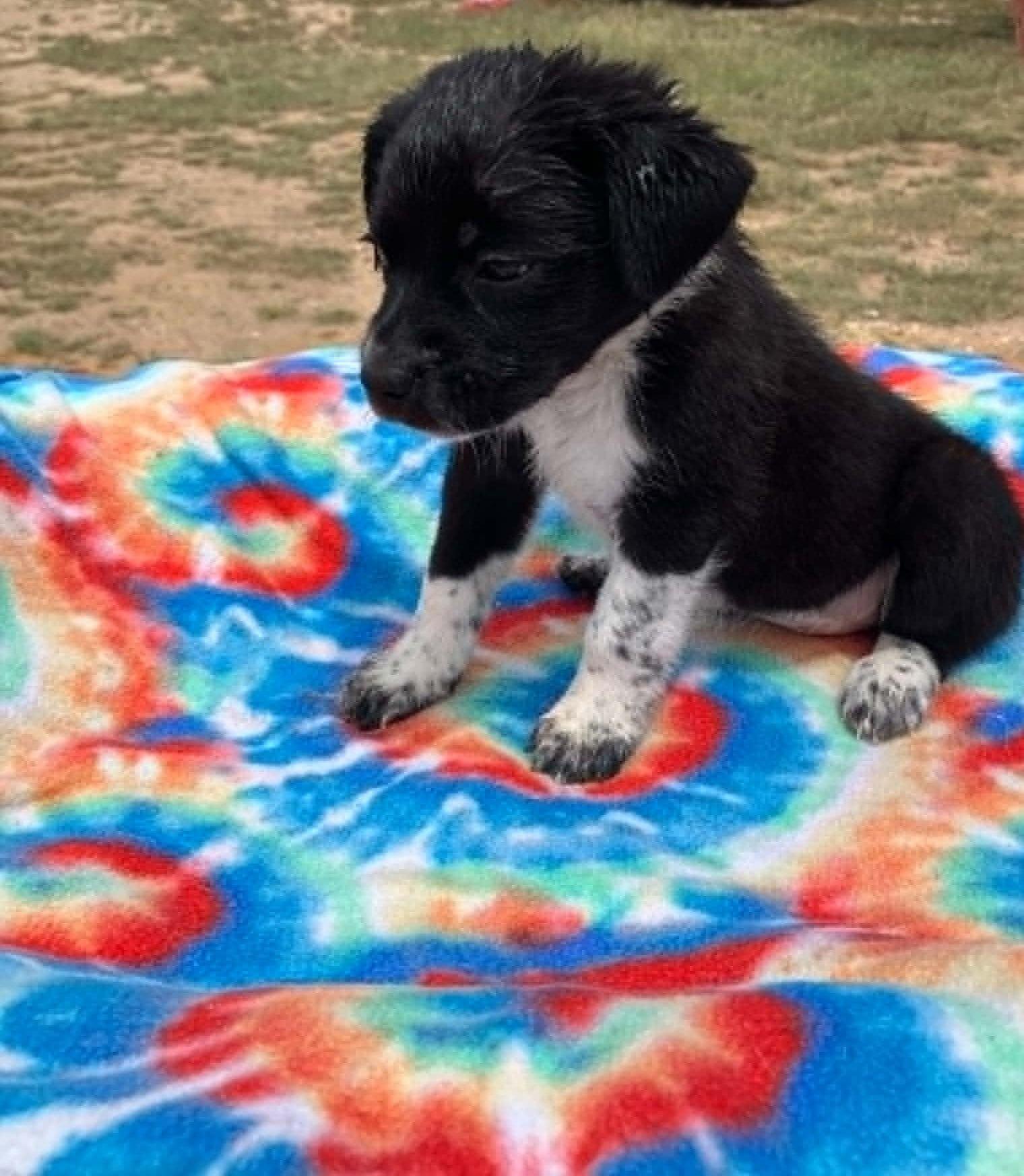 Enlarge Berry, a ADOPTABLE mixed breed in Temple, TX image 2/4