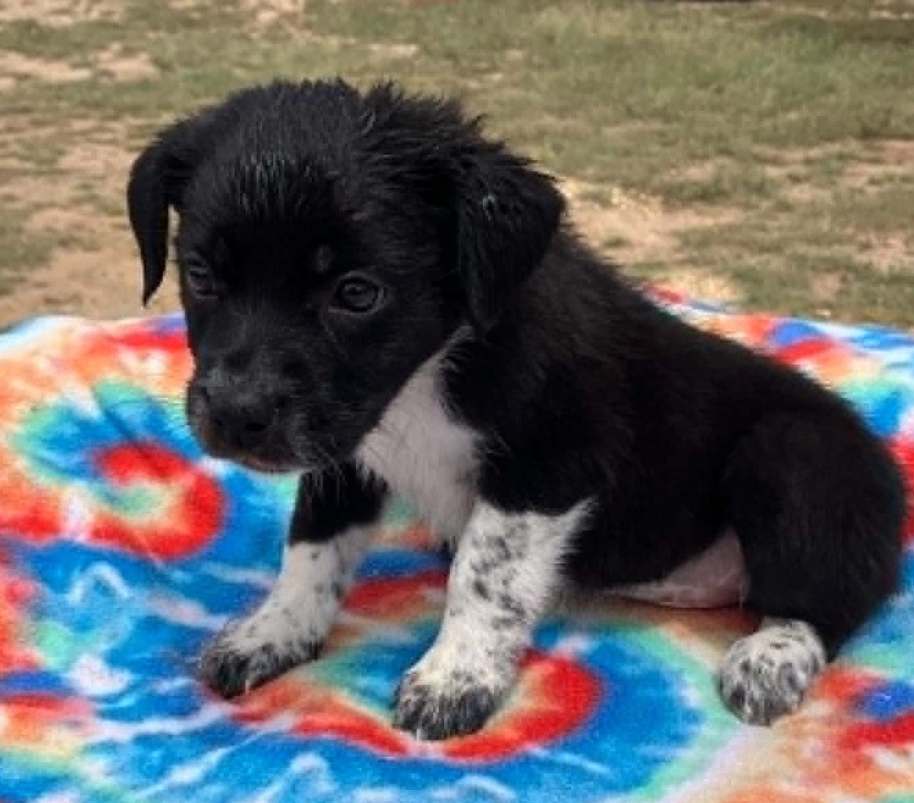 Berry, ADOPTABLE, Puppy Female Cattle Dog.