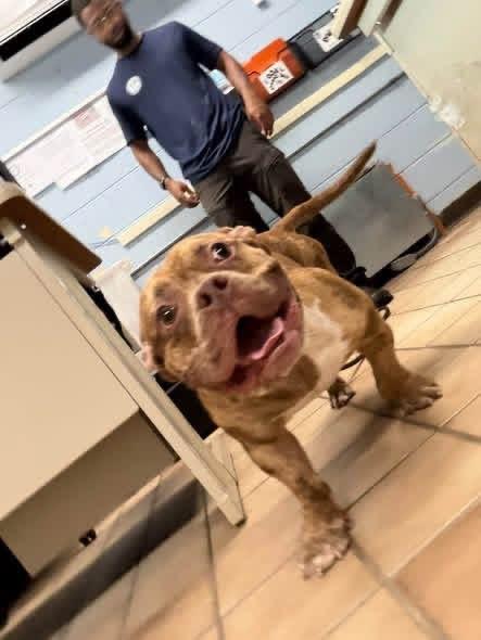Enlarge Billy, a Adoptable mixed breed in Edison, NJ image 2/2