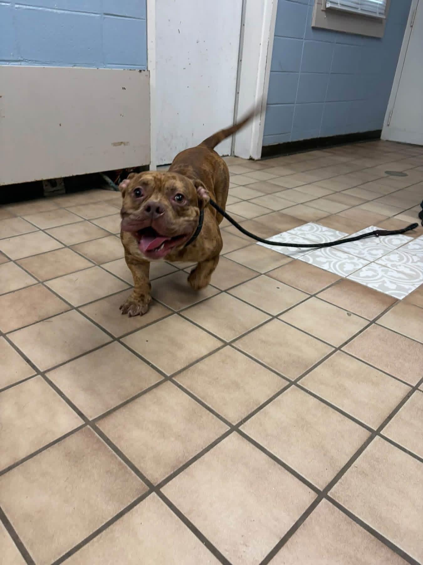 Billy, Adoptable, Adult Male English Bulldog & Pit Bull Terrier.