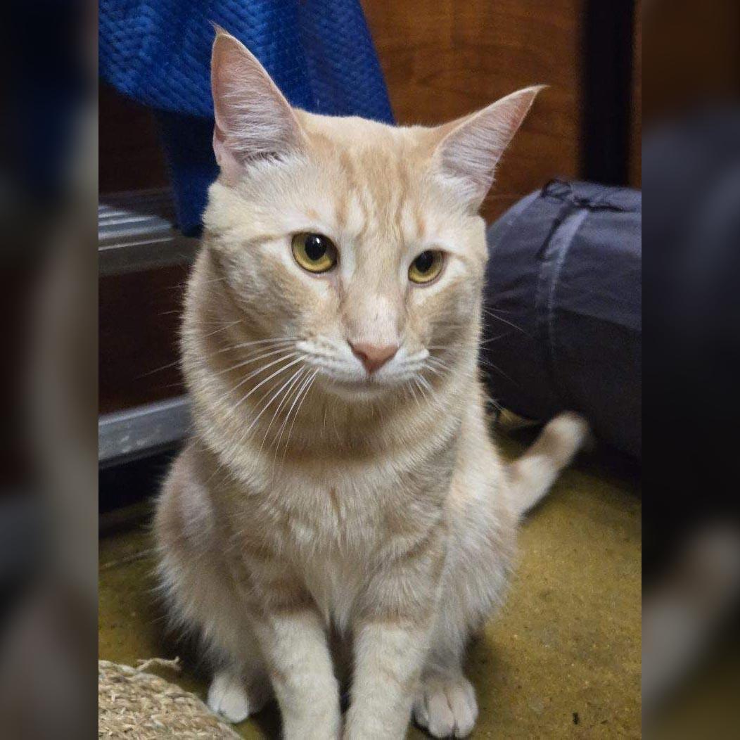 Creamsicle, Young Male unknown