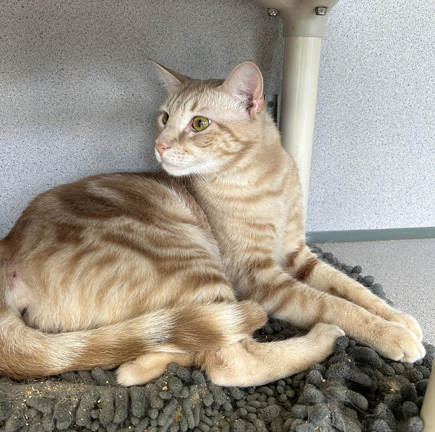 Creamsicle photo 4