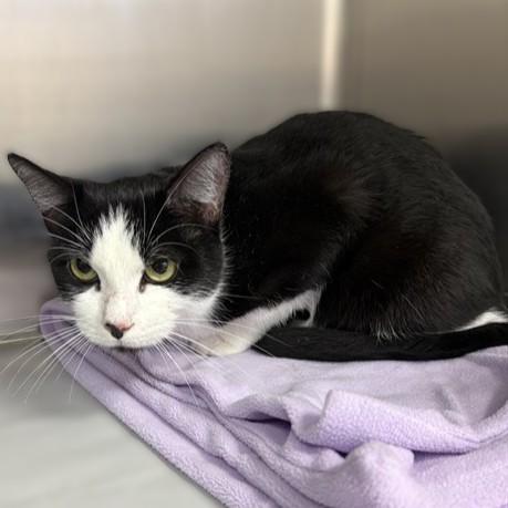 Daina- 54389, Adoptable, Adult Female Domestic Short Hair.