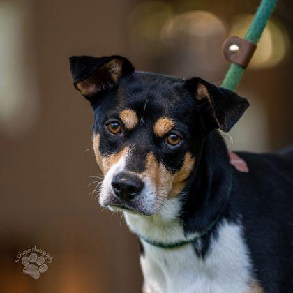 Enlarge Romeo, a Adoptable mixed breed in Honolulu, HI image 1/2