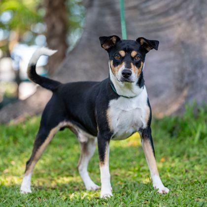 Enlarge Romeo, a Adoptable mixed breed in Honolulu, HI image 2/2