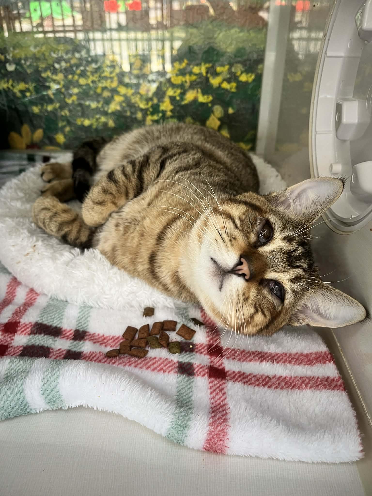 Enlarge Ray Charles , a ADOPTABLE Tabby in Tavares, FL image 2/3