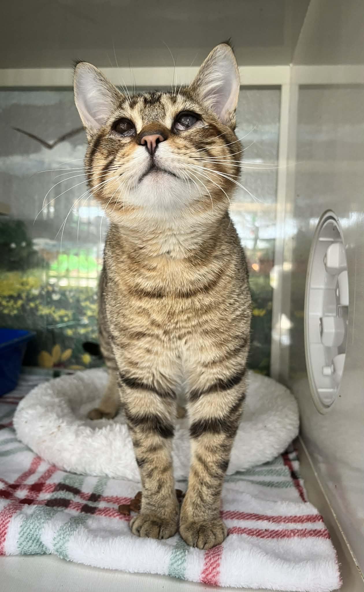 Ray Charles , ADOPTABLE, Young Male Tabby.