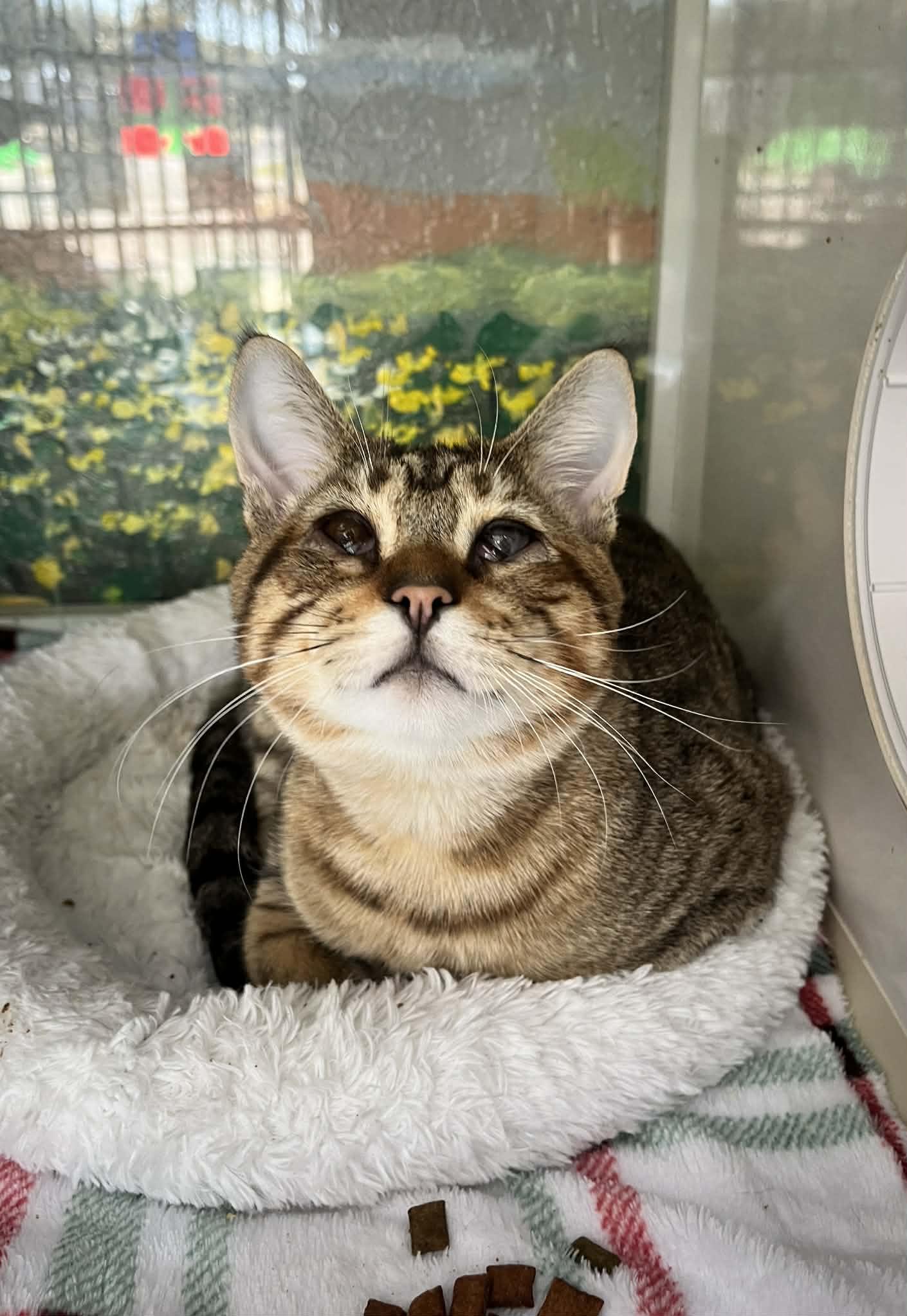 Enlarge Ray Charles , a ADOPTABLE Tabby in Tavares, FL image 3/3