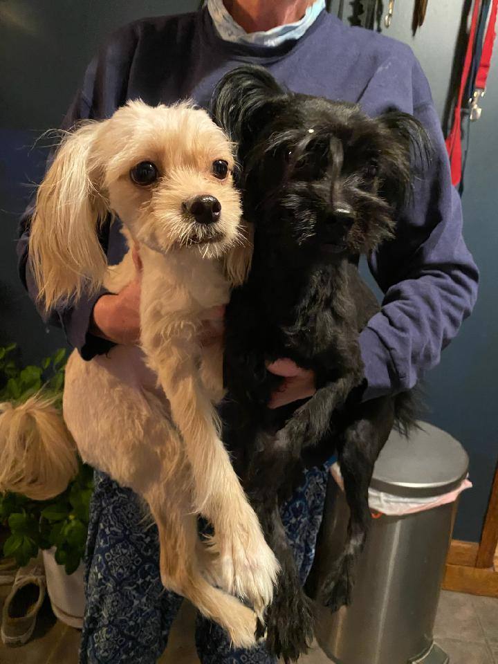 Enlarge Kobe and Shaq, a Adopted mixed breed in Bloomfield, NJ image 1/3