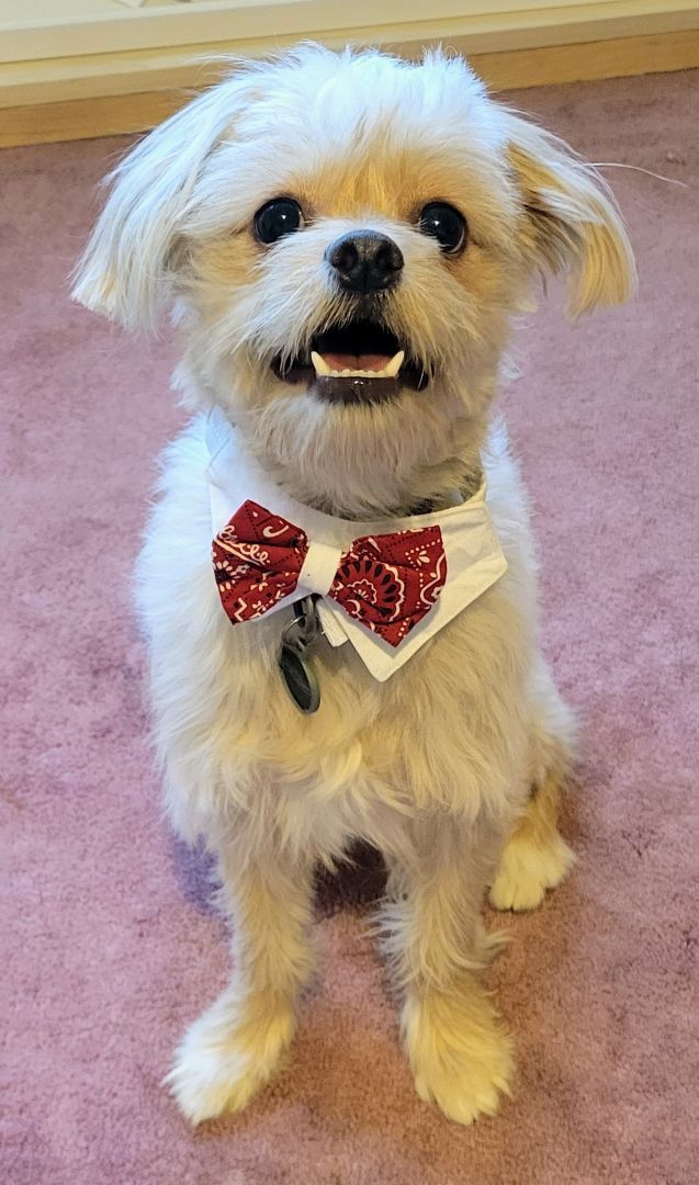 Enlarge Kobe and Shaq, a Adopted mixed breed in Bloomfield, NJ image 2/3