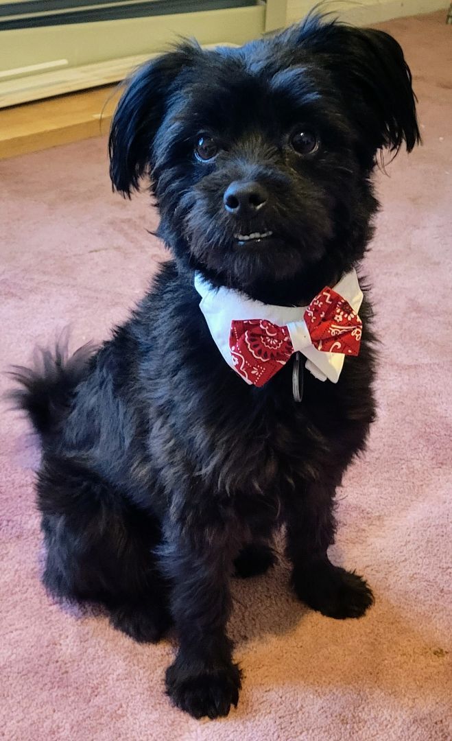 Enlarge Kobe and Shaq, a Adopted mixed breed in Bloomfield, NJ image 3/3