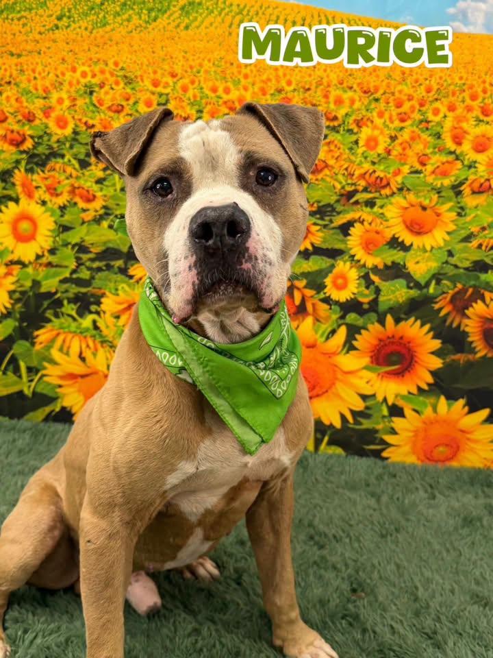 Enlarge Maurice, a Adoptable Mixed Breed in Flint, MI image 1/1