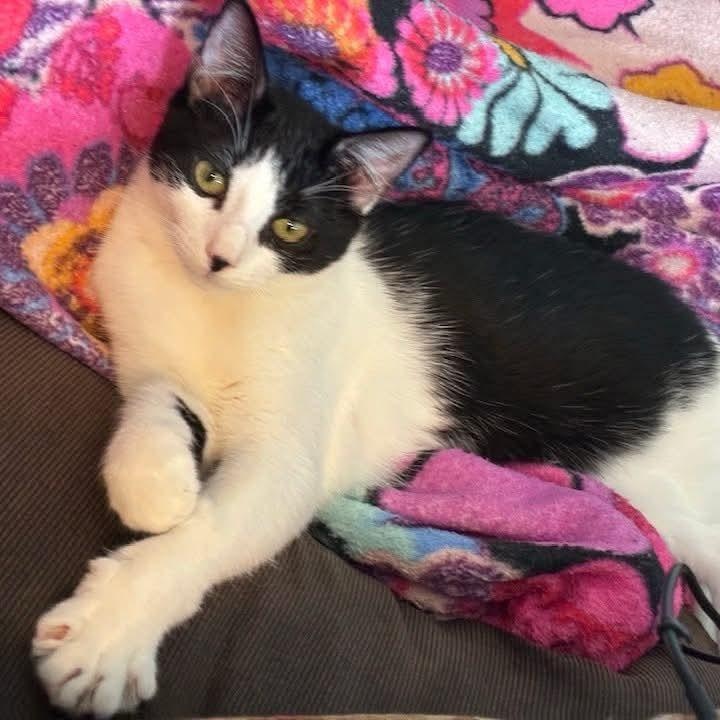 Briar, Adoptable, Kitten Female Domestic Short Hair.