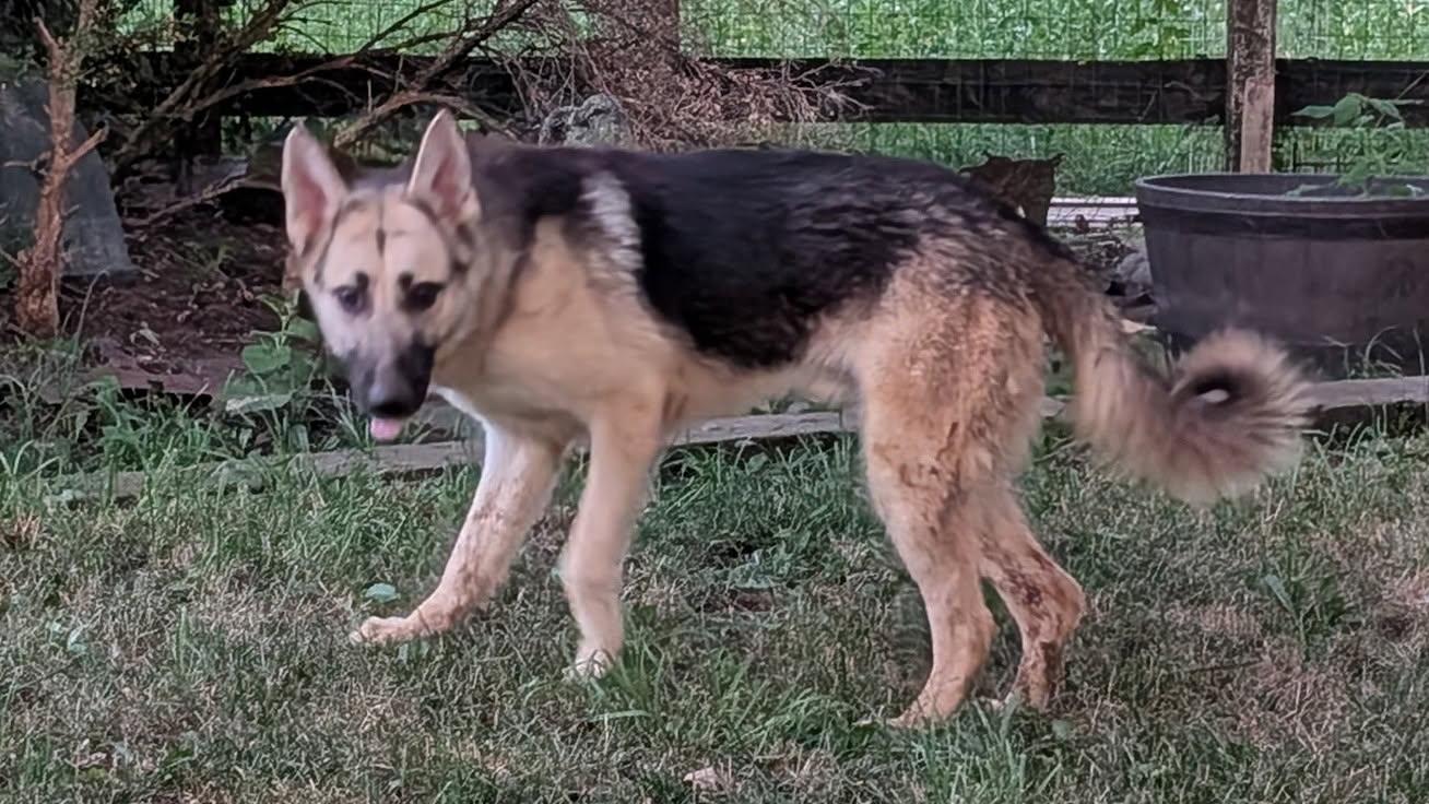 Enlarge Stryker, a ADOPTABLE mixed breed in Barrington Hills, IL image 2/2