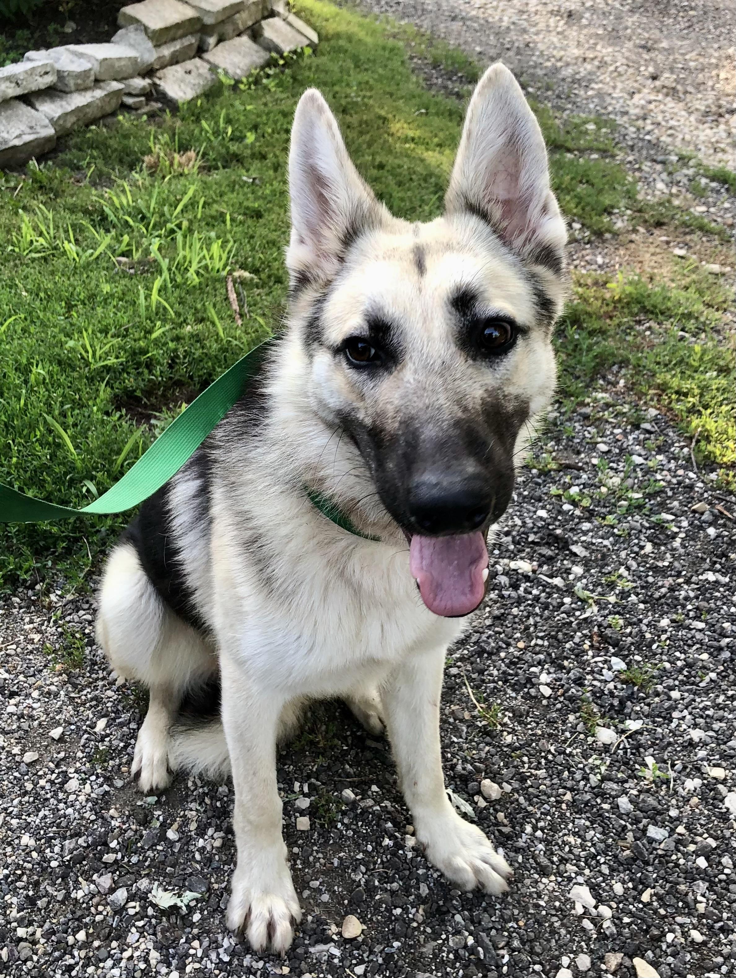 Enlarge Stryker, a ADOPTABLE mixed breed in Barrington Hills, IL image 1/2