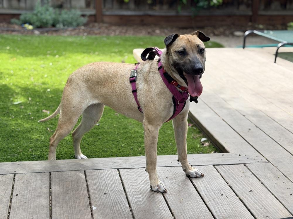 Enlarge Shakira, a Adoptable mixed breed in Pleasant Hill, CA image 1/6