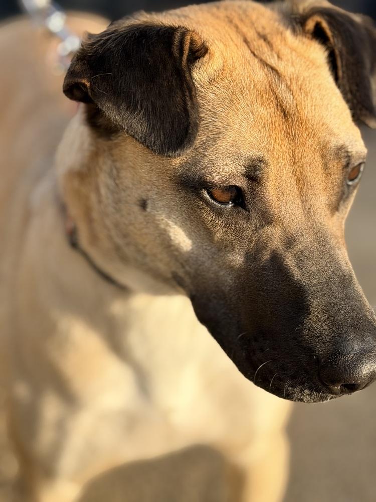 Enlarge Shakira, a Adoptable mixed breed in Pleasant Hill, CA image 2/6