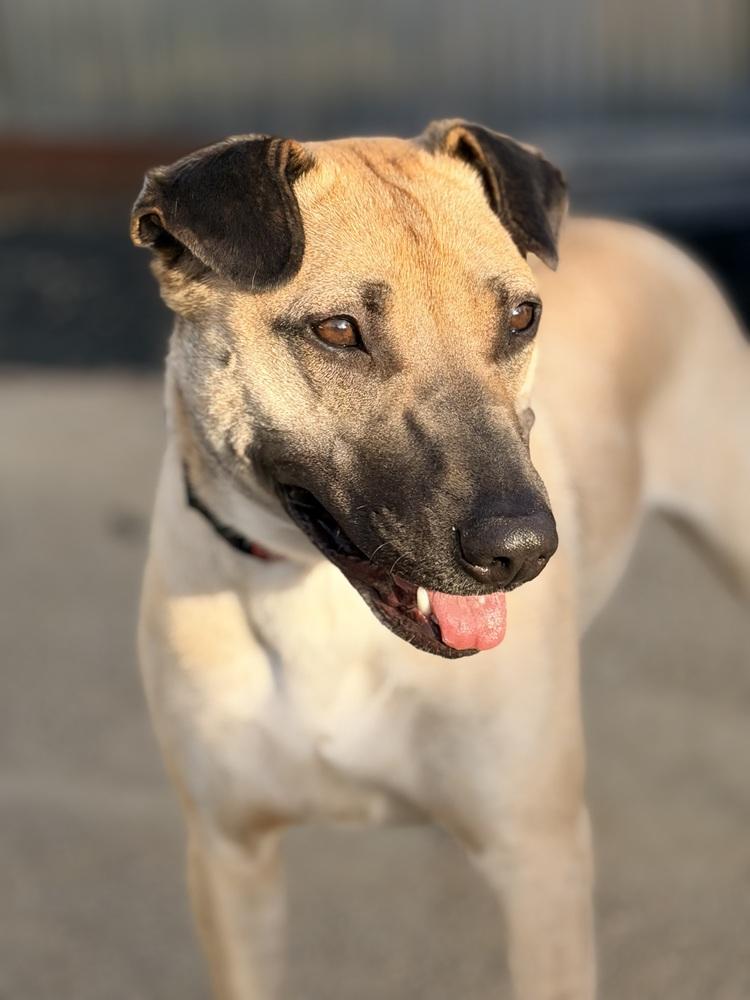 Enlarge Shakira, a Adoptable mixed breed in Pleasant Hill, CA image 3/6