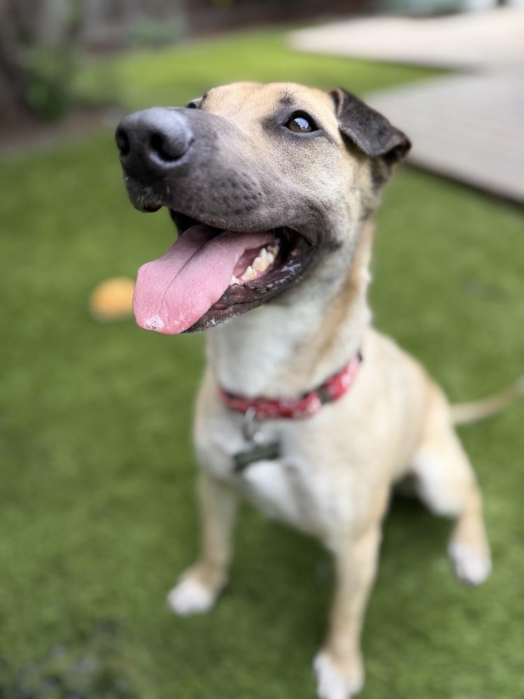 Enlarge Shakira, a Adoptable mixed breed in Pleasant Hill, CA image 3/6