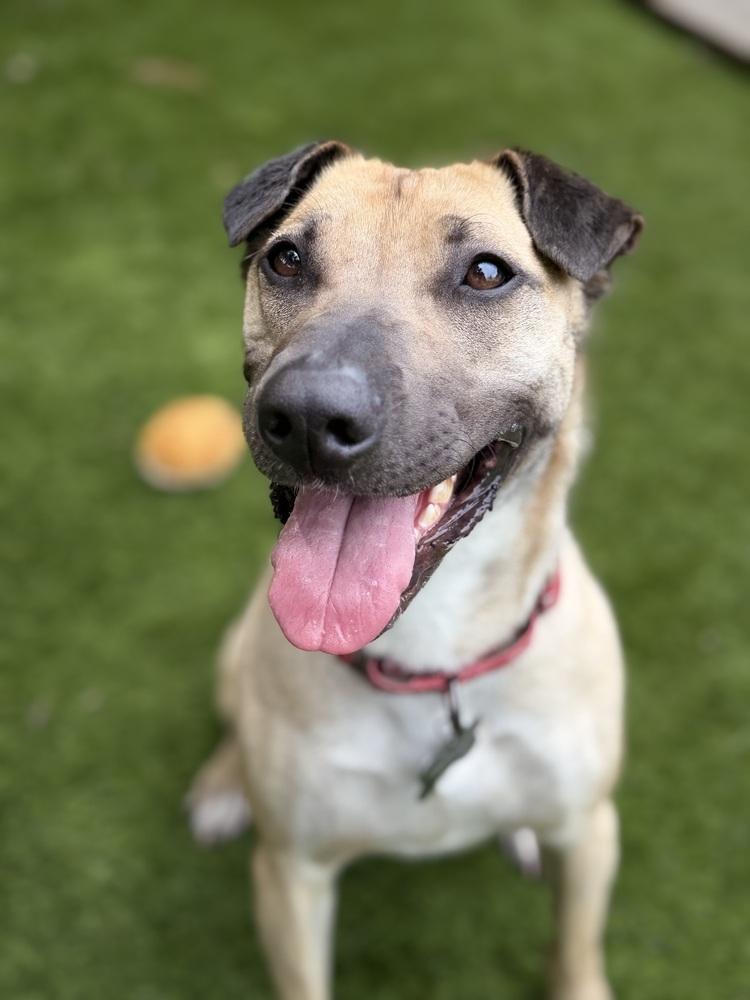 Enlarge Shakira, a Adoptable mixed breed in Pleasant Hill, CA image 4/6
