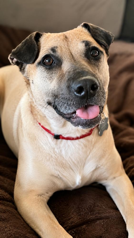 Enlarge Shakira, a Adoptable mixed breed in Pleasant Hill, CA image 6/6