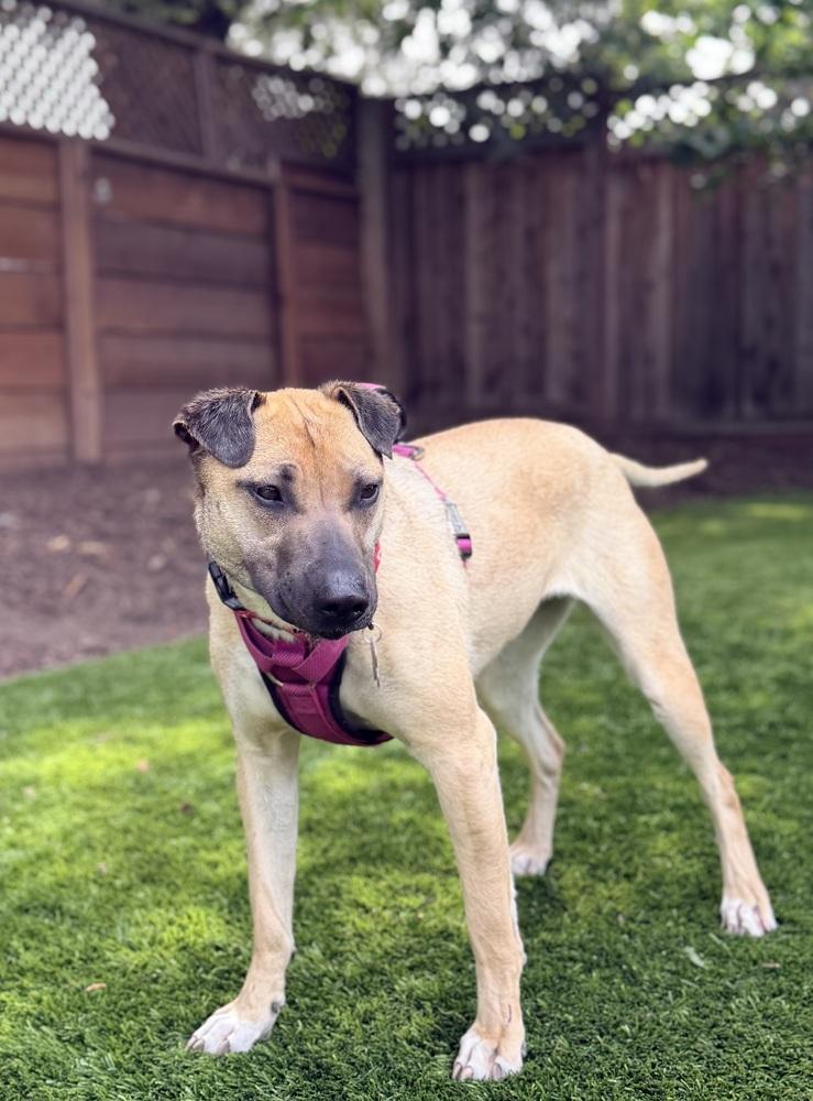 Enlarge Shakira, a Adoptable mixed breed in Pleasant Hill, CA image 5/6