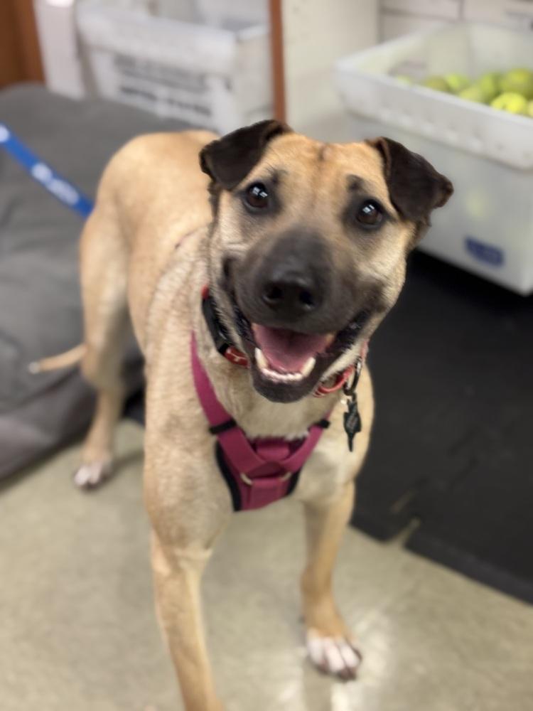 Enlarge Shakira, a Adoptable mixed breed in Pleasant Hill, CA image 6/6