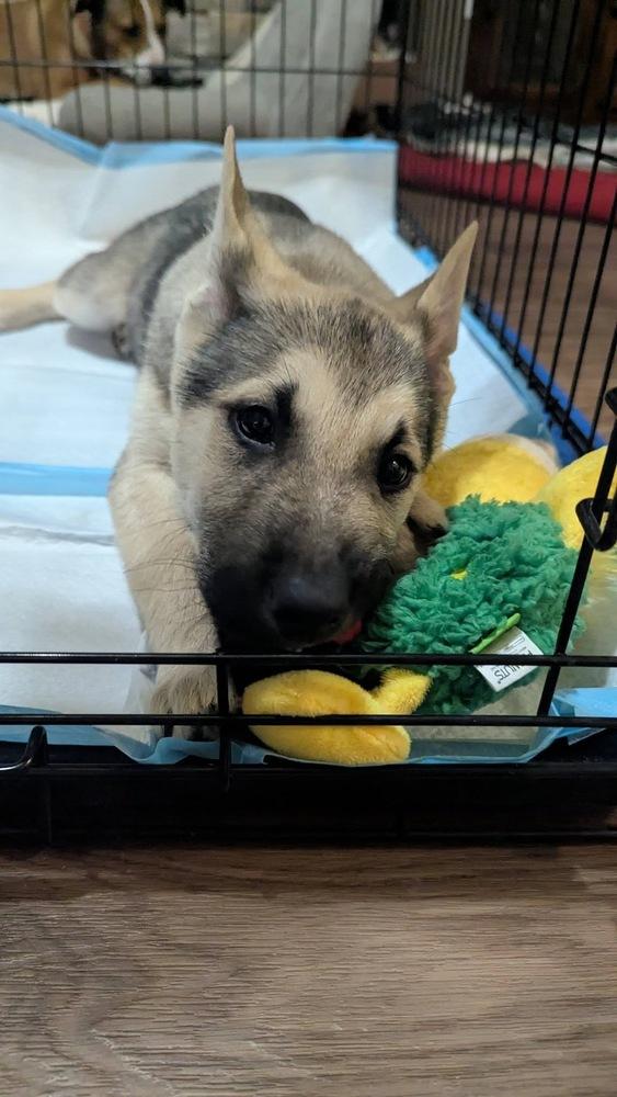 Chase (Kodiak), Adoptable, Puppy Male Labrador Retriever & Husky.