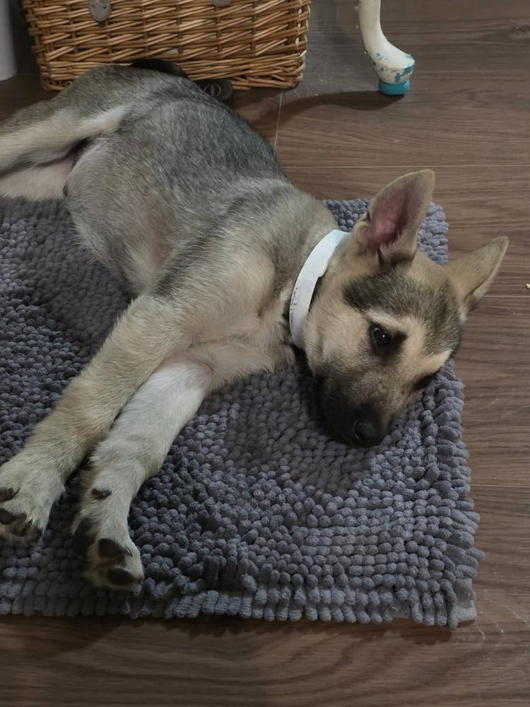 Chase (Kodiak), a Adoptable mixed breed in Colorado Springs, CO image 2/3