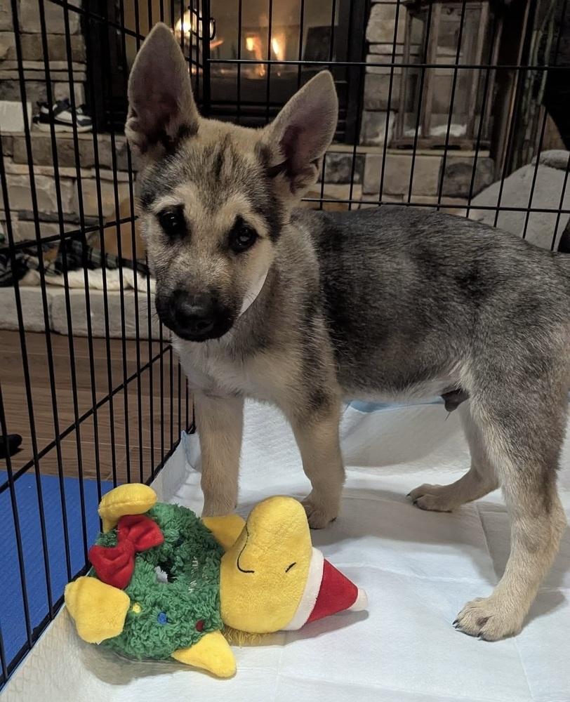 Chase (Kodiak), a Adoptable mixed breed in Colorado Springs, CO image 3/3