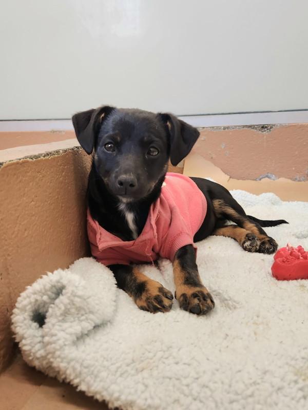 Doja, Adoptable, Puppy Female Terrier & Doberman Pinscher.