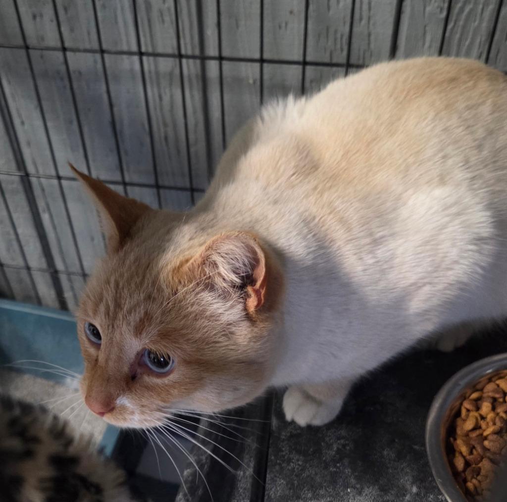 Gideon, Adoptable, Adult Male Siamese.