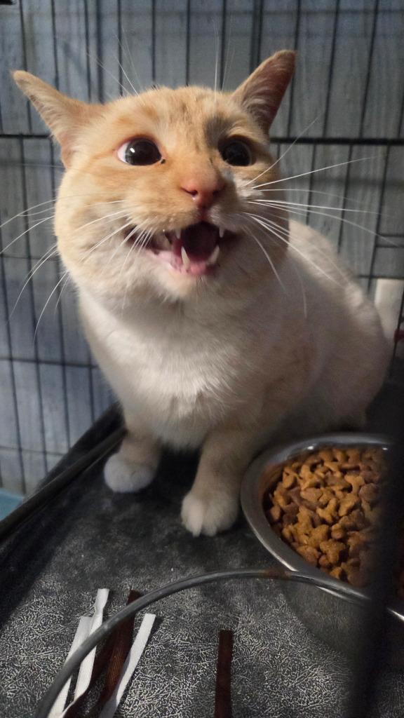 Enlarge Gideon, a Adoptable Siamese in Warren, MI image 2/3