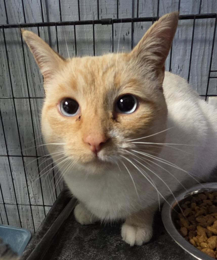 Enlarge Gideon, a Adoptable Siamese in Warren, MI image 3/3