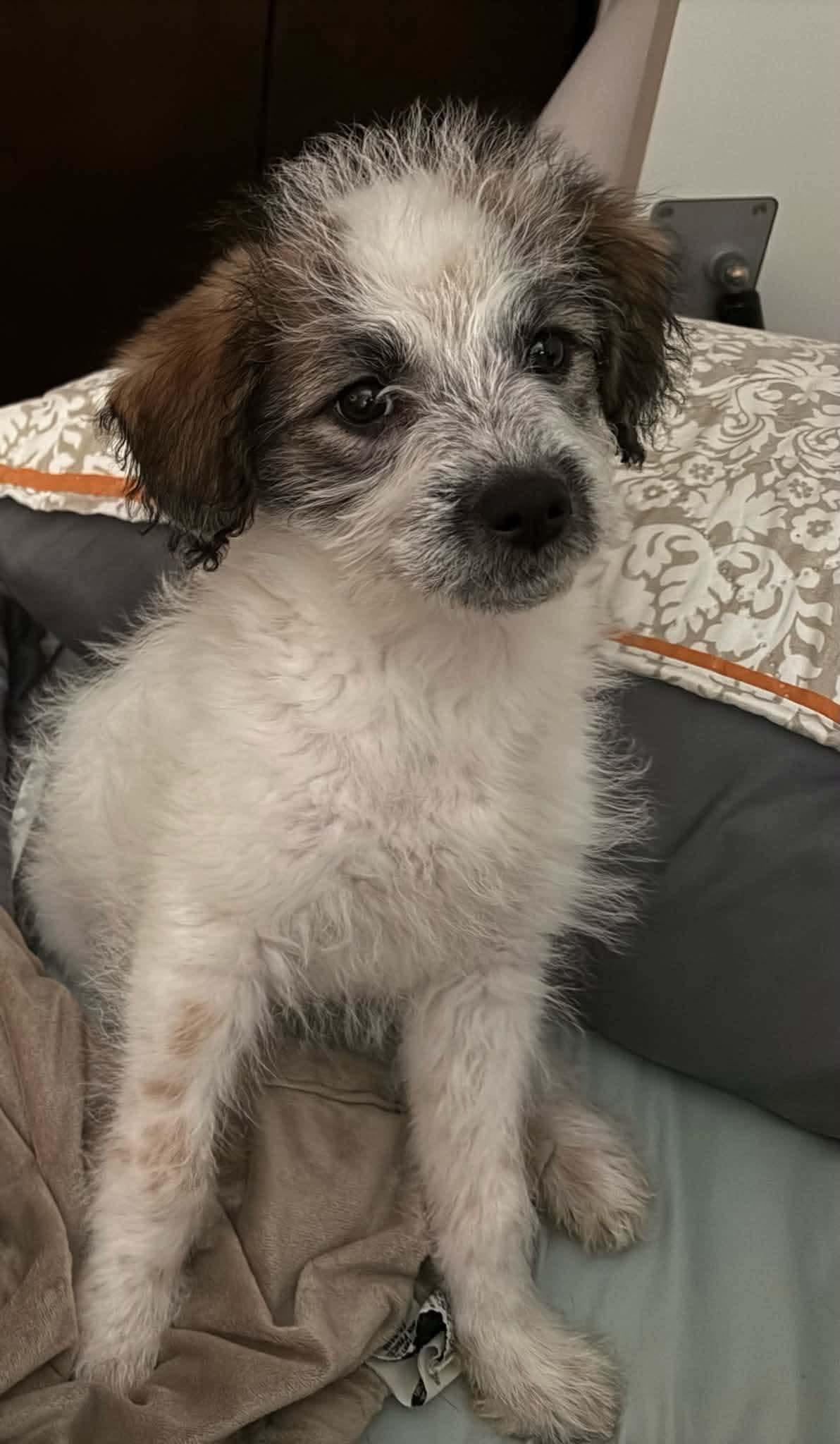 #262 Wayland, Adoptable, Puppy Male Australian Cattle Dog / Blue Heeler & Pomeranian.