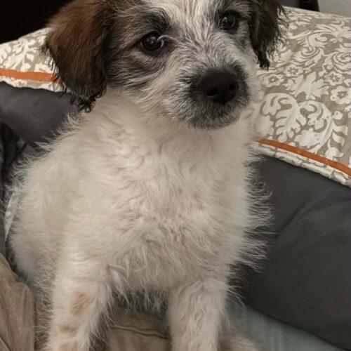 Enlarge #262 Wayland, a Adoptable mixed breed in Twin lakes, WI image 2/2