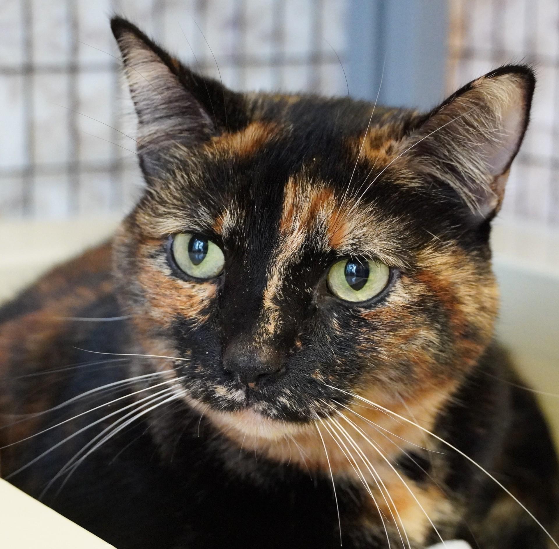 Piper, Adoptable, Adult Female Domestic Short Hair.