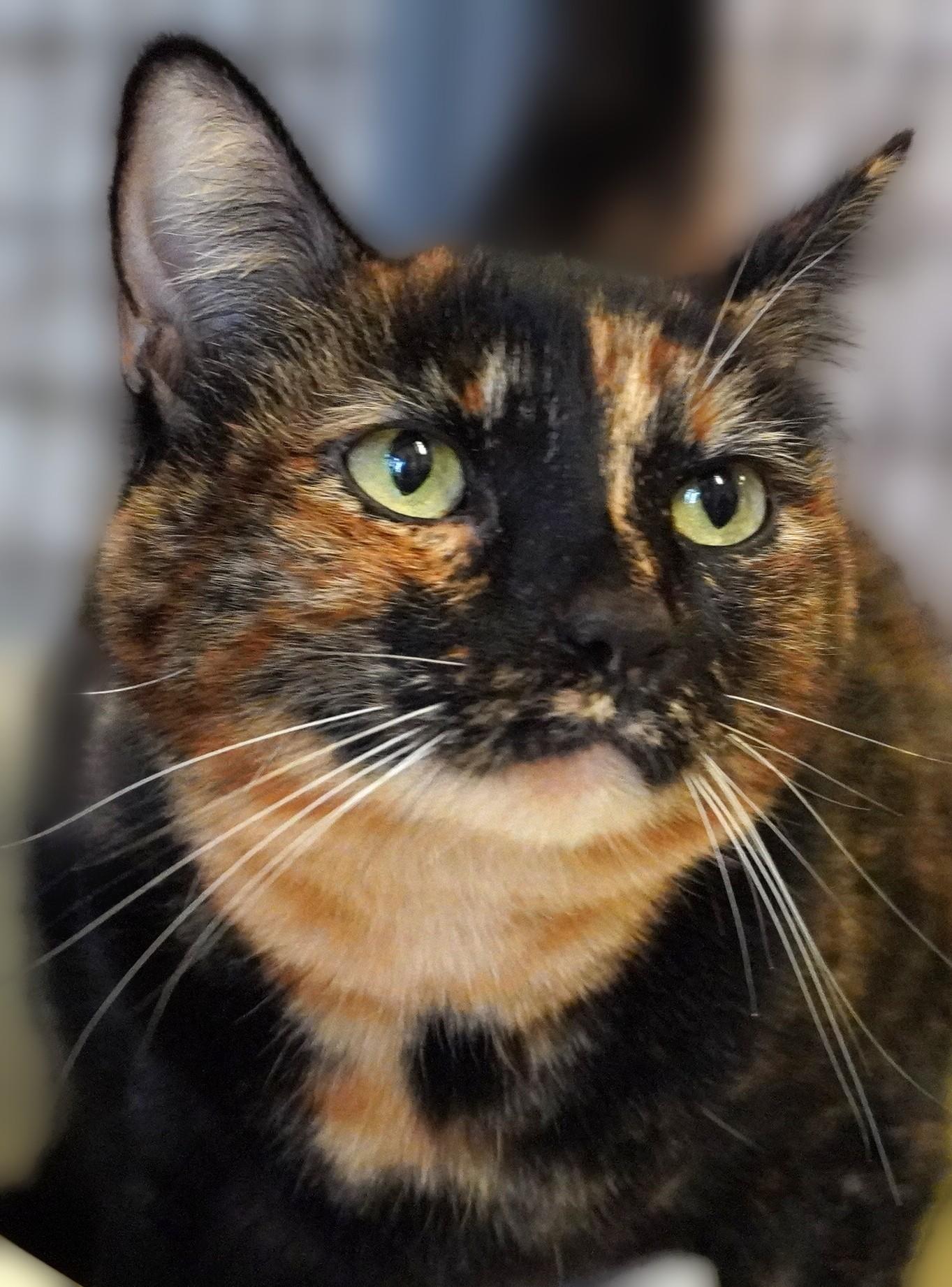 Enlarge Piper, a Adoptable Domestic Short Hair in Grants Pass, OR image 2/3