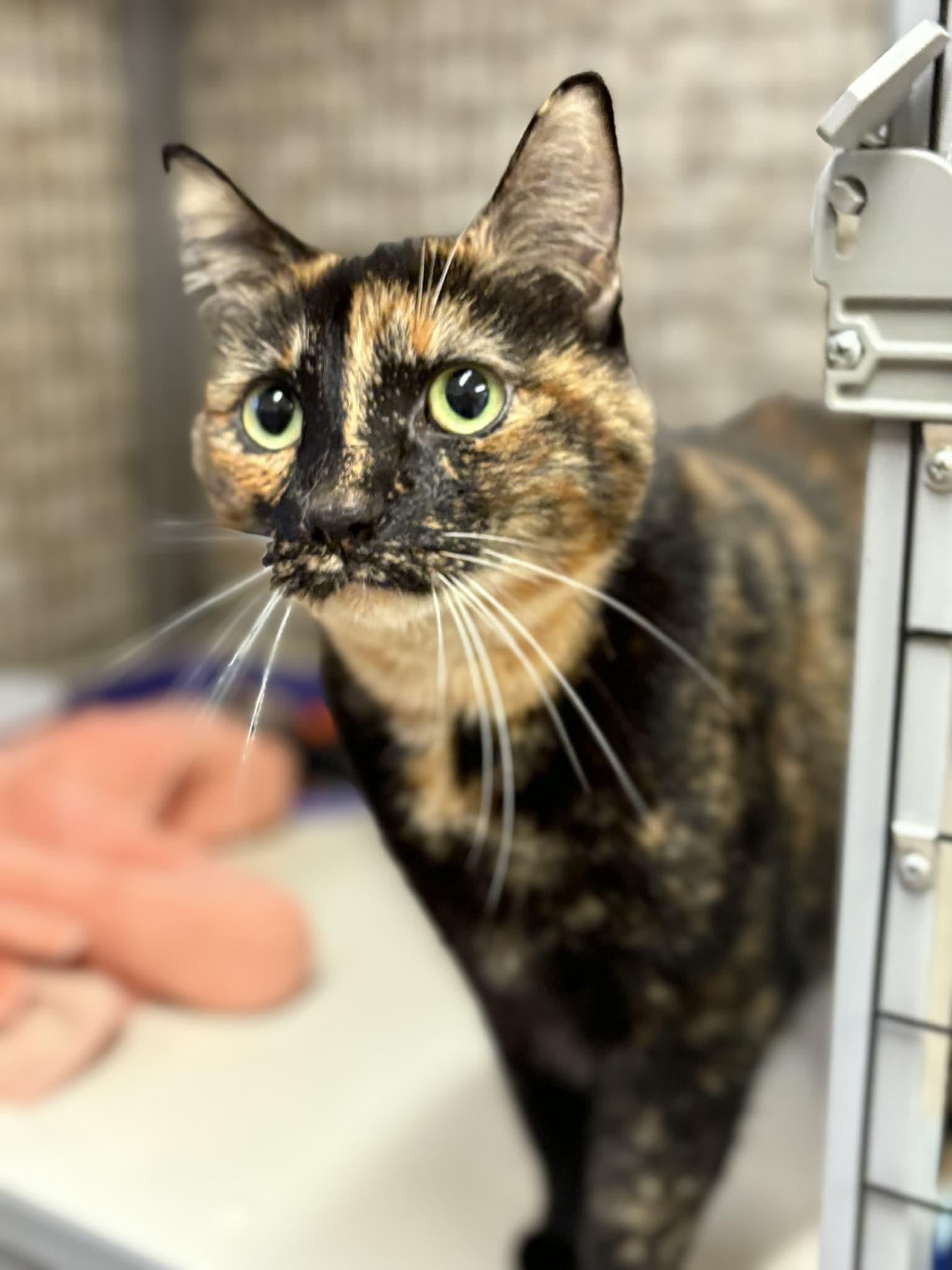 Enlarge Piper, a Adoptable Domestic Short Hair in Grants Pass, OR image 3/3