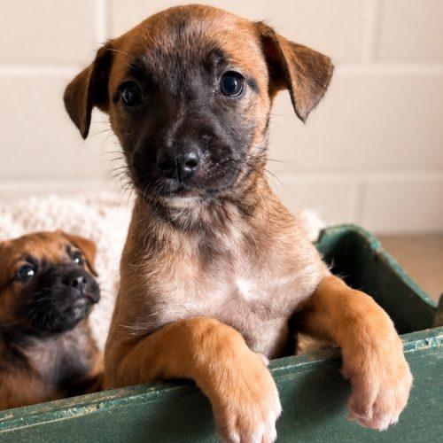 Payton, Adoptable, Puppy Female Terrier.
