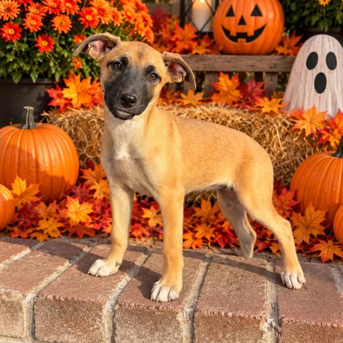 Enlarge Payton, a Adoptable Terrier in Lathrop, CA image 2/2