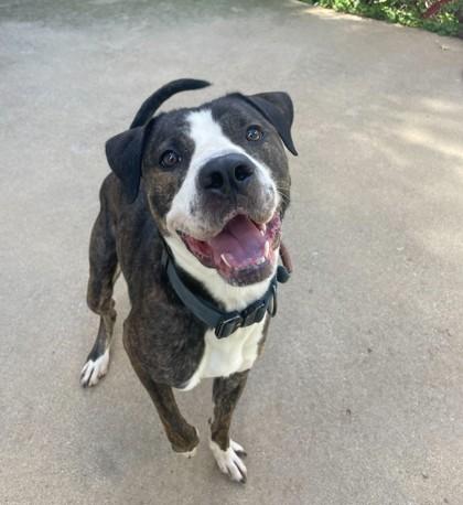 Brick, a Adoptable mixed breed in Louisville, KY image 1/3