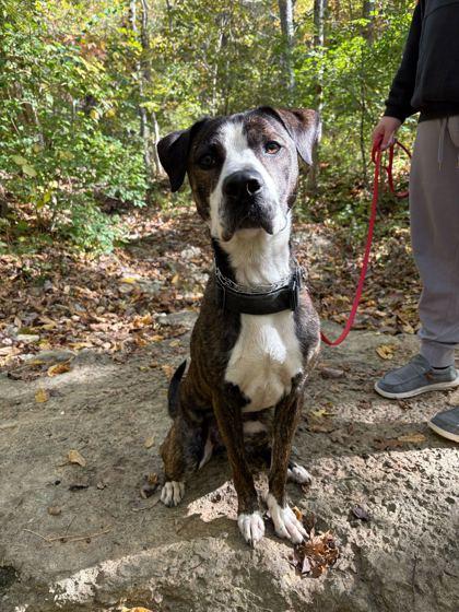 Brick, a Adoptable mixed breed in Louisville, KY image 2/3