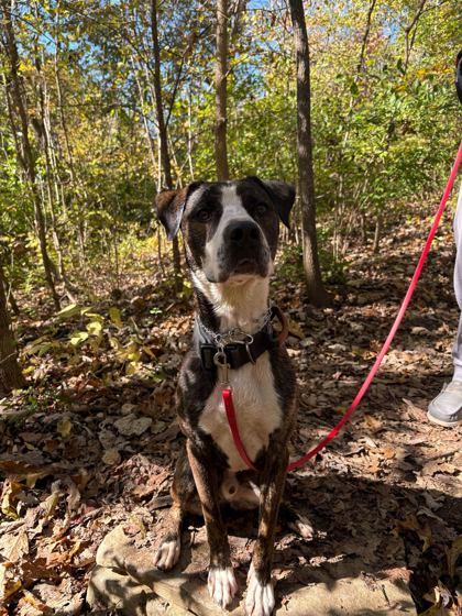 Brick, a Adoptable mixed breed in Louisville, KY image 3/3